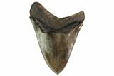 Fossil Megalodon Tooth - Georgia #145454-2
